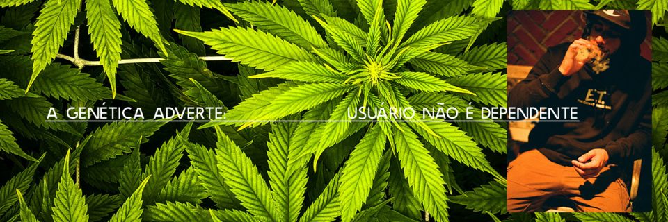 A genética adverte: usuário de cannabis não é dependente